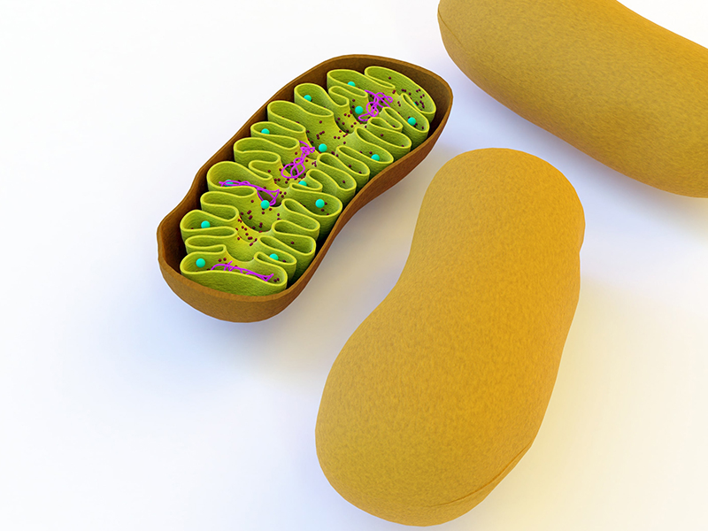 Drei Mitochondrien sind auf weißem Hintergrund dargestellt, eine davon ist im Längsschnitt zu sehen und zeigt die innere Struktur.